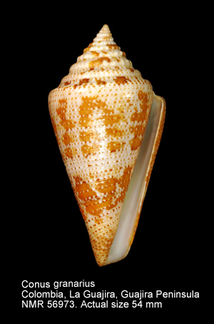 Conus granarius.jpg - Conus granariusKiener,1847